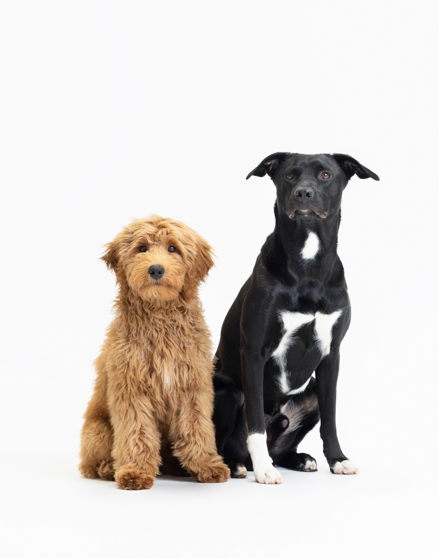 Two dogs sitting together against a white background