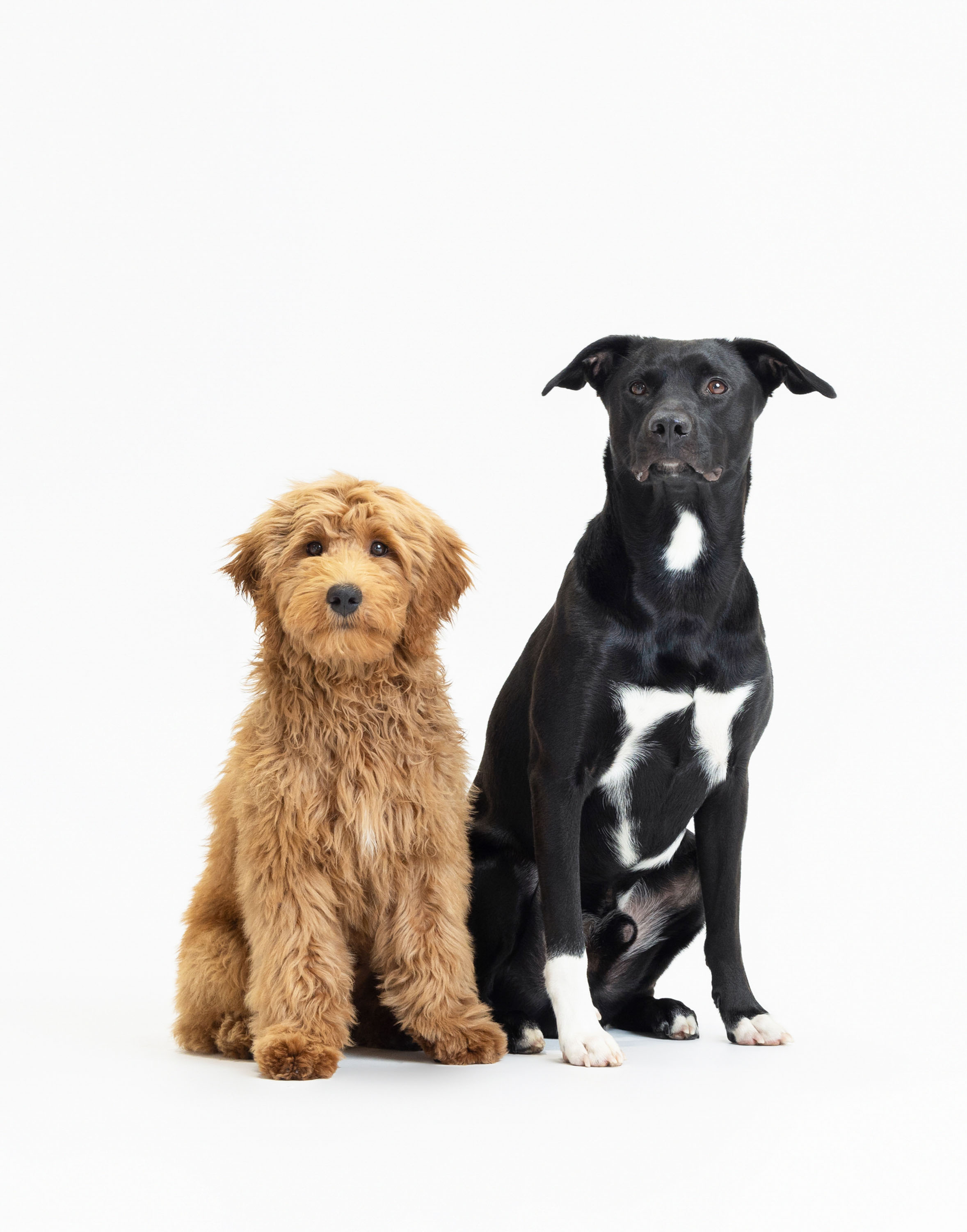 Two dogs photographed together in the studio.